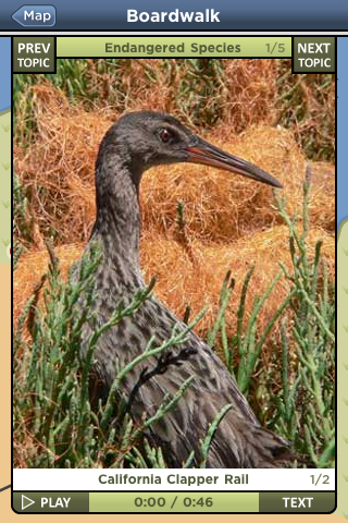 Slow Life Games Baylands Tour App Image of a California Clapper Rail